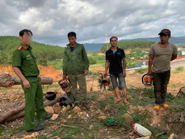 3 người mang cưa máy cưa hạ thông rừng, bị bắt quả tang