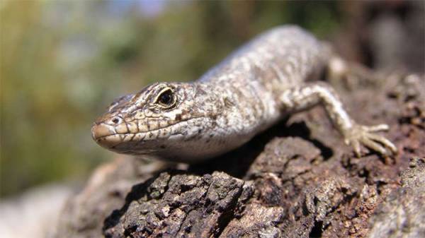 Dù có thể mọc lại bộ phận đã mất, chúng phải đổi lại bằng tuổi thọ của chính mình.