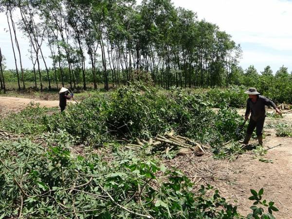 Công nhân đang thanh lý cây cao su, bàn giao đất cho chính quyền xây dựng khu tái định cư