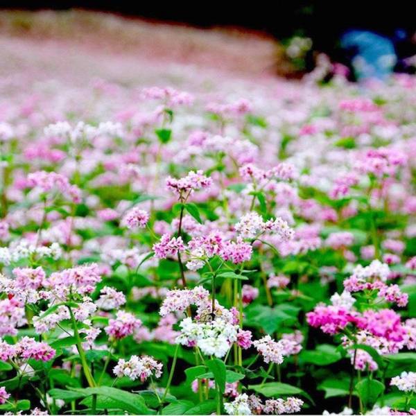 Tam giác mạch giúp hạ mỡ máu và đường huyết