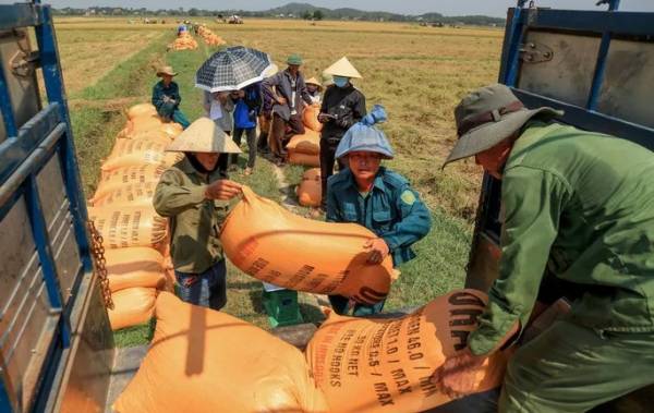 Nông dân ở các HTX sản xuất tại tỉnh Quảng Trị chỉ sử dụng phân bón hữu cơ vi sinh Ong Biển được sản xuất tại nhà máy ở Bà Rịa - Vũng Tàu và tưới nước