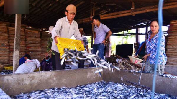 Hơn 1.000 tấn cá khô xuất khẩu của người dân tại huyện Gio Linh, tỉnh Quảng Trị không xuất bán được sang thị trường Trung Quốc.