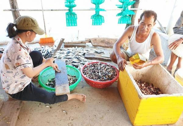 Sau 4 lần thả giống, 3 hồ ốc của gia đình ông Trần Sông Hương không còn là bao, mỗi ngày chỉ ăn 40-50kg cá