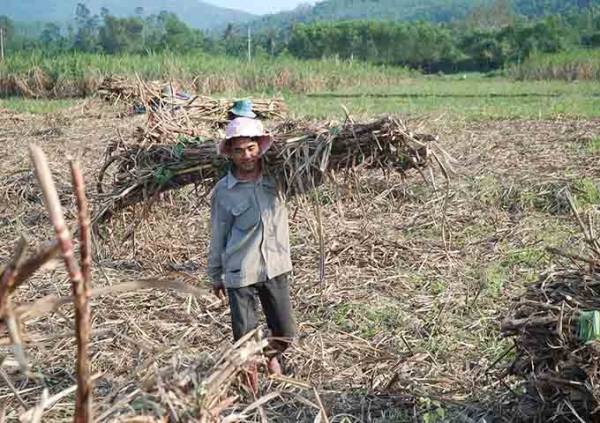 Lối thoát nào cho DN, người nông dân trồng mía Việt Nam?