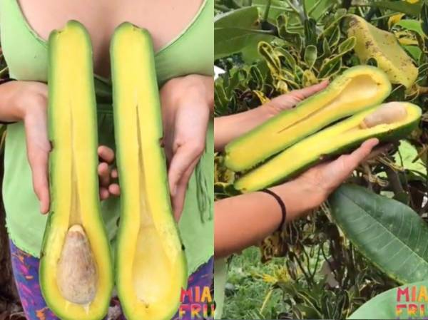 Quả bơ khổng lồ, dài gần 1 mét, nặng 20 kg giá hơn 4 triệu