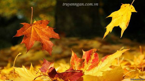 Có những cuộc chia ly...