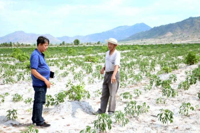 Ông Trần Văn Tạm (áo trắng) đã bỏ trồng mía sang cây mì. Ảnh: KN