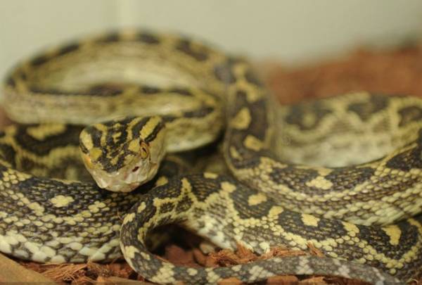 Rắn habu. Ảnh: Sputnik