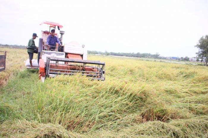 Nông dân Quảng Trị tranh thủ nước rút đưa máy ra gặt lúa