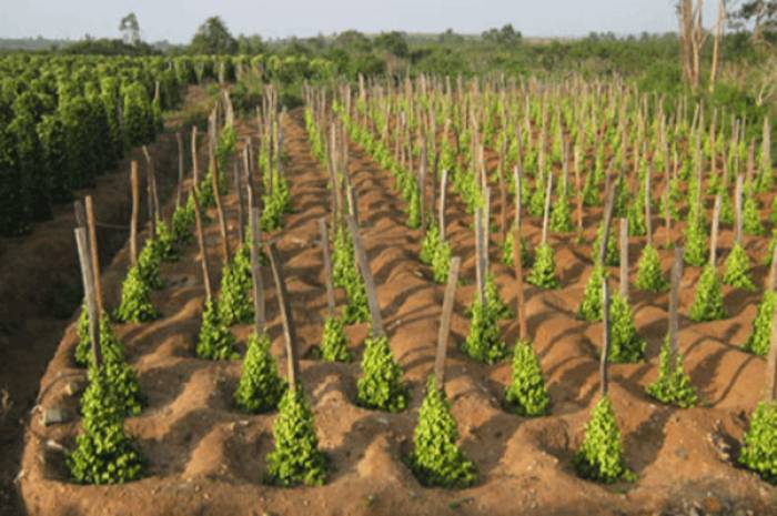 Phát triển cây tiêu để xóa đói nghèo và ổn định tình hình an ninh trật tự trên địa bàn. Ảnh: BVH