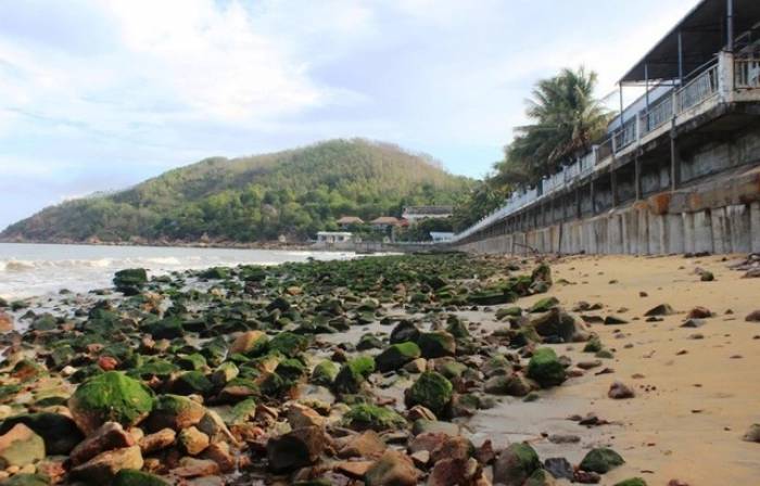  Bãi đá phủ rêu xanh phát lộ ở biển Quy Nhơn gây tò mò cho người dân, du khách.