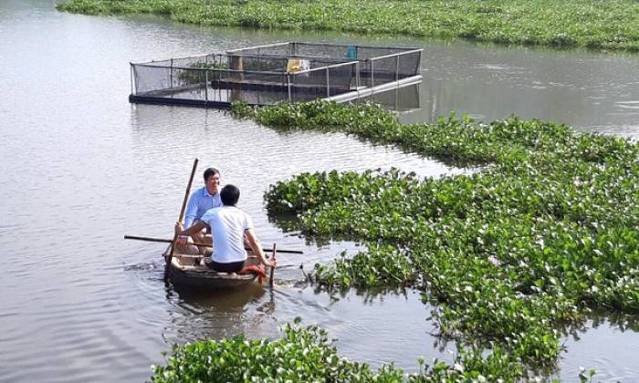 Ông Võ Xuân Hương ở xóm 16, xã Nghĩa Thuận nuôi cá chép, trắm giòn ở đập 3/2 Nghĩa Thuận (TX. Thái Hòa). Ảnh: Minh Thái