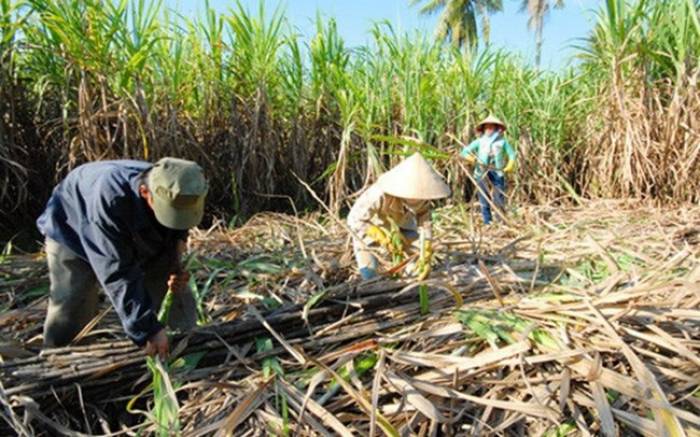 Giải cứu ngành mía - đường