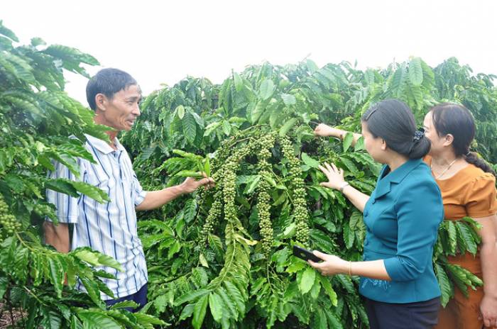 Nhiều nông dân tìm đến mô hình cà phê ghép của ông Luận để tham quan, học hỏi