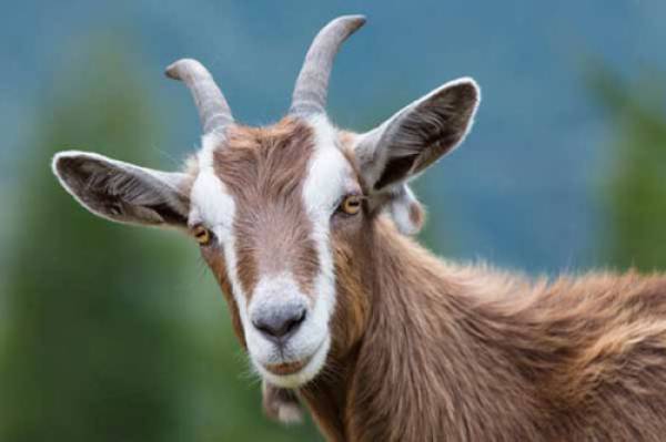 3 con giáp được Thần Tài cưng chiều, muốn gì được nấy trong 90 ngày tới