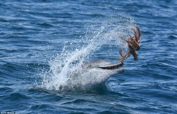 Chú cá heo dường như ngậm cả con bạch tuộc trong miệng, nhưng sau đó lại hất bạch tuộc lên trên cao, làm nước bắn tung tóe. Cảnh tượng cá heo chơi đùa với bạch tuộc vô cùng độc đáo.