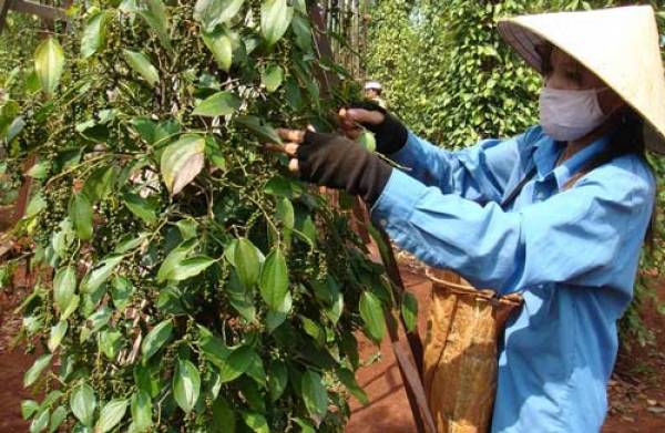 Năm 2019 được đánh giá là năm rất khó khăn cho xuất khẩu hồ tiêu.