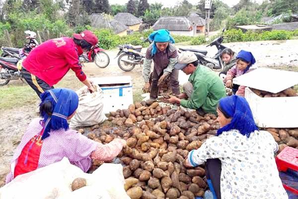 Bà con vùng cao Y Tý thu hoạch sâm đất