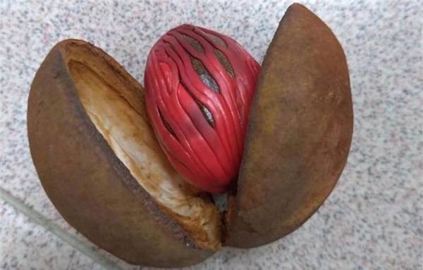 Quả nhục đậu khấu.