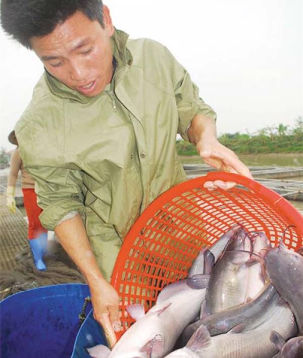 Hiệu quả nuôi cá nheo Mỹ ở Hưng Yên