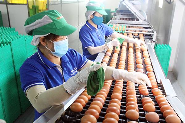 Quy trình sản xuất trứng gà hiện đại tại Công ty TNHH thương mại dịch vụ, sản xuất và chăn nuôi Thanh Đức (huyện Xuân Lộc). Ảnh: Hoàng Hải