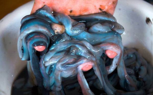 Sâu gỗ trong thân cây mục - món ăn lạ ở Philippines