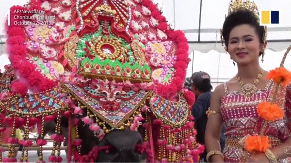 Tới Thái Lan xem trâu thi hoa hậu