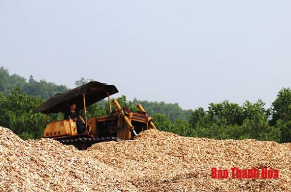 Sản xuất gỗ băm dăm xuất khẩu tại Công ty TNHH Thanh Thành Đạt, xã Cẩm Châu.