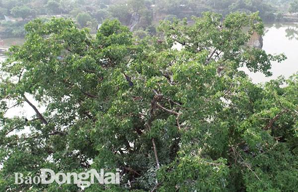 Đàn chim cổ rắn trú ngụ trên ngọn cây tại Khu du lịch Bửu Long