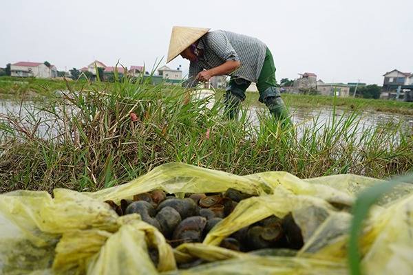 Nông dân ra đồng bắt ốc bươu vàng