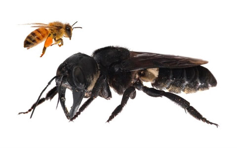 Loài ong khổng lồ to gấp nhiều lần ong mật thông thường