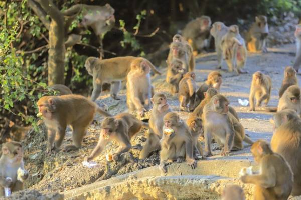 Thú hoang ngày càng gây phiền toái cho người Hong Kong