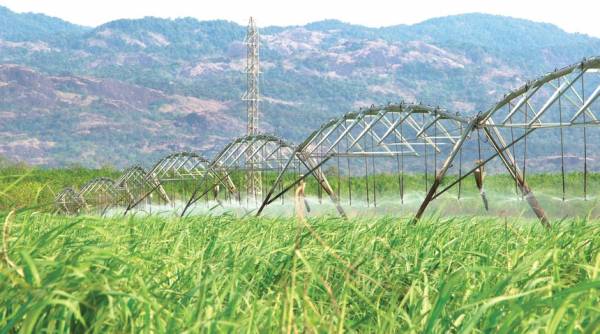 Ngành mía đường, “sân chơi” không dành cho kẻ yếu