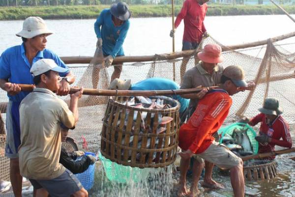 Giá cá tra năm 2019 sụt giảm khiến người nuôi thua lỗ
