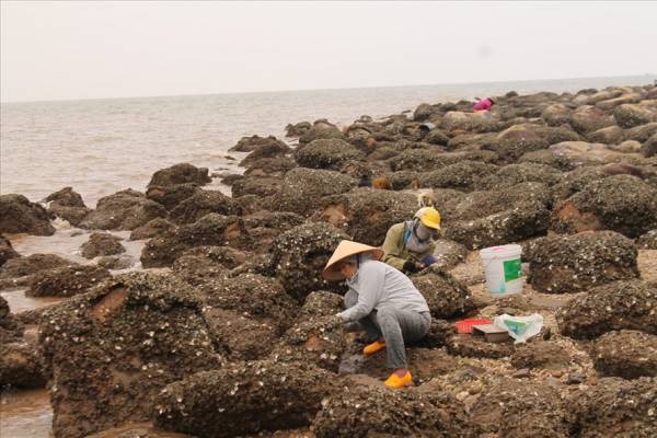 Bãi đá trước cửa đền Vạn Ngang (Đồ Sơn), người dân địa phương cặm cụi thu hoạch hà đá. Ảnh Mai Dung