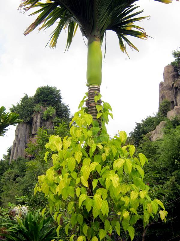 Sự tích trầu cau – Truyện cổ tích Việt Nam về tục ăn trầu của người Việt