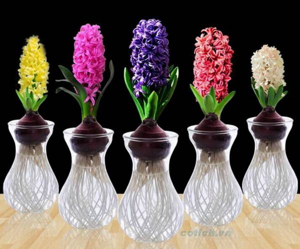 Sự tích hoa dạ lan hương – Hoa tiên ông Truyện cổ tích về các loài hoa