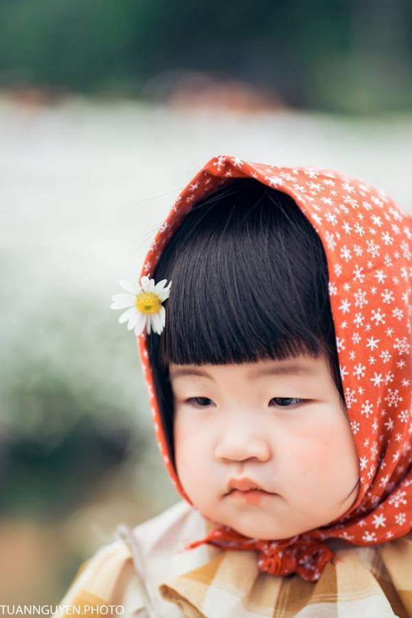 Bé Dứa bên vườn cúc họa mi