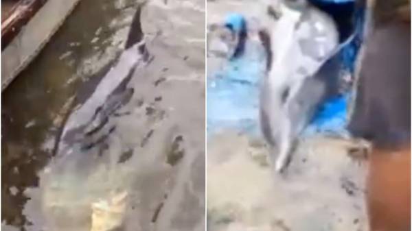 TT - Huế: Hy hữu cá heo dài 1m, 30kg trôi dạt vào bờ, người dân chung tay giải cứu