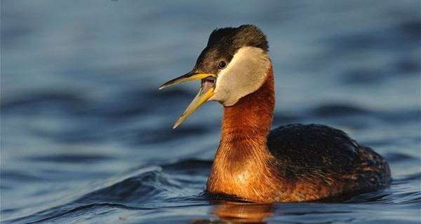 Chim lặn Alaotra Grebe