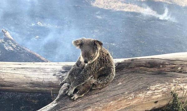 Cháy rừng ở Australia có thể đã giết chết hơn 2.000 koala. Ảnh: Guardian.