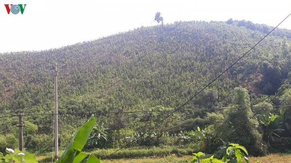 So với trồng rừng nguyên liệu chỉ đạt khoảng 80 m3 hoặc tối đa là 100 m3/ha/chu kỳ khoảng 6 năm, thu nhập chỉ đạt khoảng 100 đến 150 triệu đồng/chu kỳ. Trong khi đó, để chuyển sang cây gỗ lớn