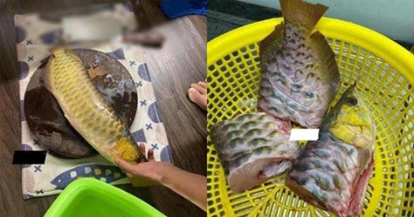 Chồng đi nhậu gọi mãi không về, vợ chiên giòn cá rồng 20 triệu và nhắn ‘Mời bạn về đây uống rượu tiếp’