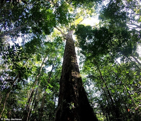 Cận cảnh cây cao nhất rừng Amazon