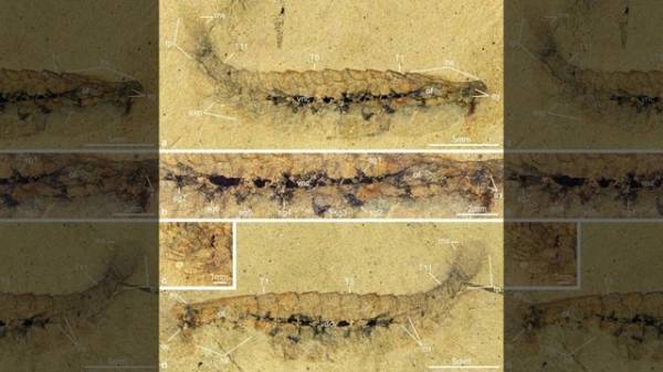 Một hóa thạch Alalcomenaeus mới phát hiện từ miền tây Hoa Kỳ chứa tàn dư của một hệ thần kinh (vết đen).