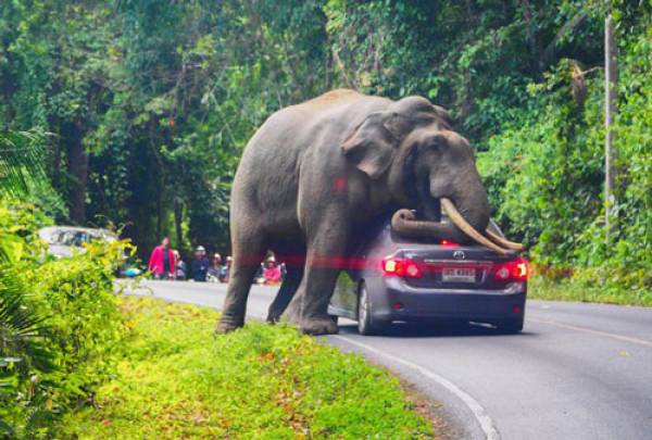 Chiếc xe ô tô bị hư hỏng sau khi được voi dùng làm gối ngủ.