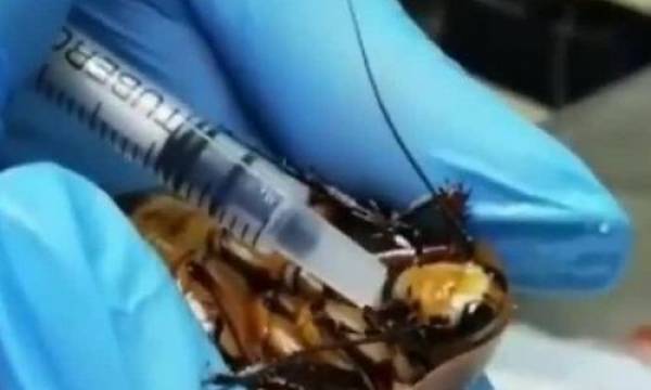 Các bác sĩ đang phẫu thuật cho con gián