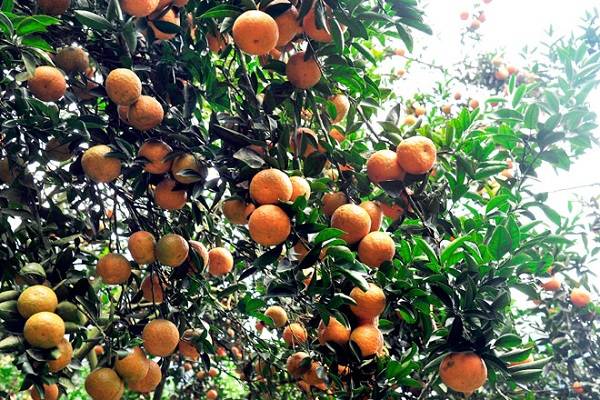 Cam sành Hà Giang có hương vị thơm ngon đặc trưng, hoàn toàn khác biệt. Ảnh: QT