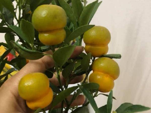 Quất hồ lô độc đáo, hút khách Tết Nguyên đán 2020