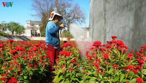 Bà Đồng Thị Bảy chăm chút các gốc hoa mào gà.